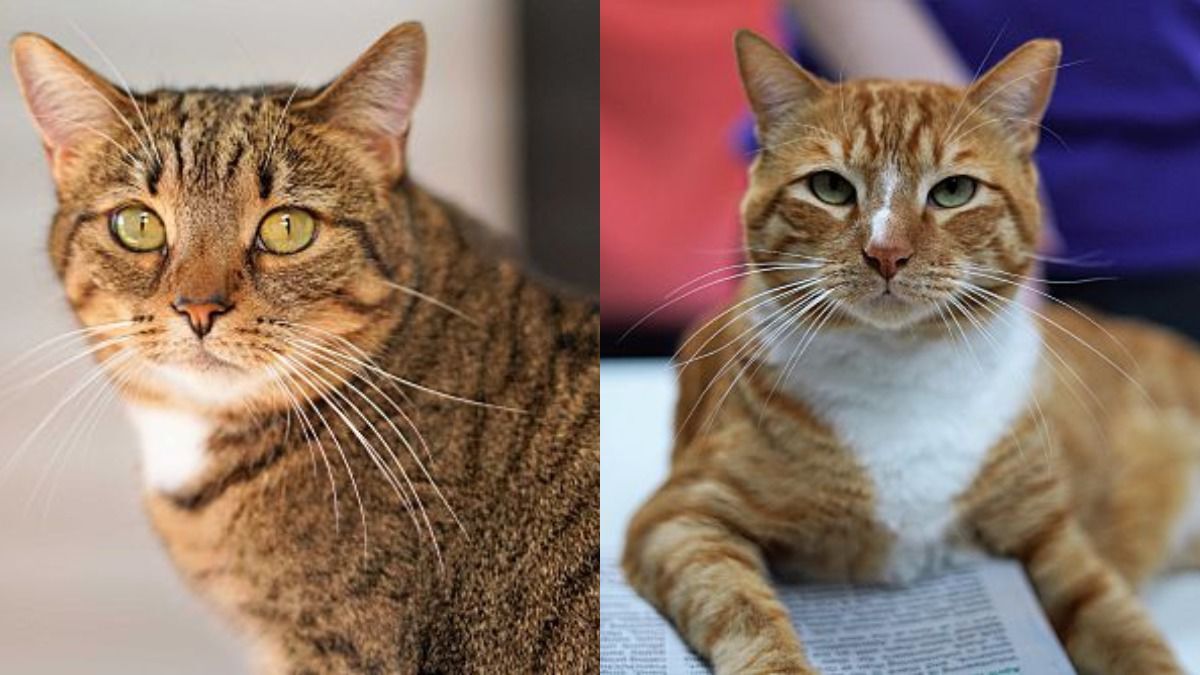 Adopt a friend: Ginny and Hopi